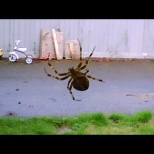 Meet your Posher, Tony